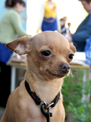 dog of the sort that-terrier