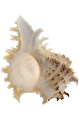 spiral shell on white