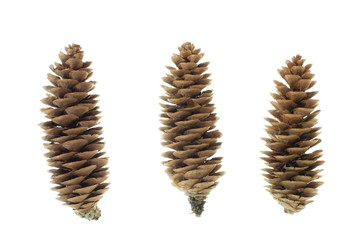 close-up of fir cone