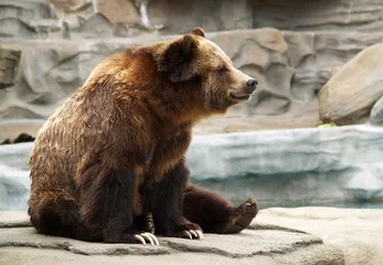 Foto op Aluminium grizzly bear © sparkia