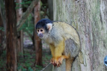 monkey