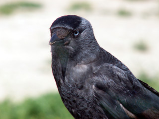 jackdaw