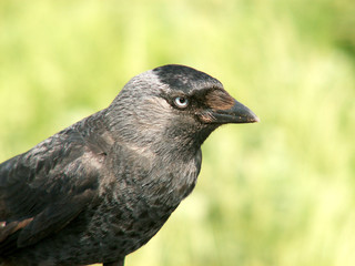 jacdaw