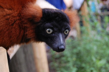monkey