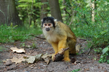 monkey