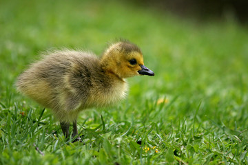 gosling infant