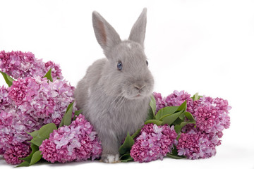 grey bunny among the purple lilac