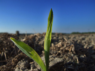 young plant