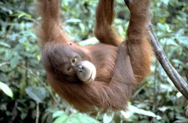 orang-utan, borneo