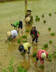 rice field life - asia