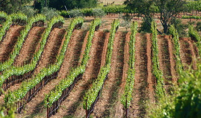 vertical vineyard rows