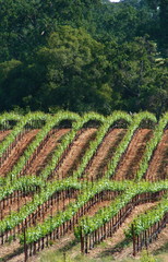 Fototapeta premium vertical vineyard rows3