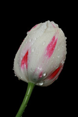 nasse tulpe