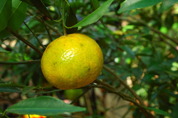 tangerine tree