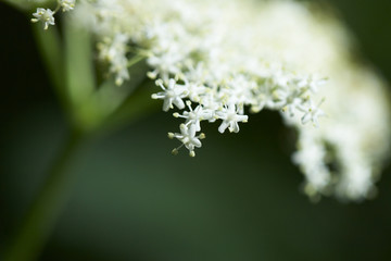 flower of elder tree