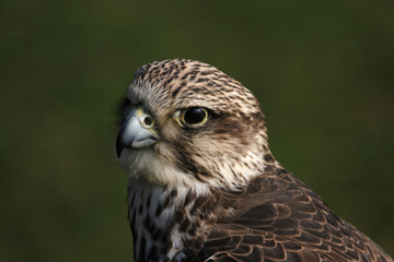 würgfalke