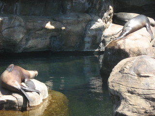 seals