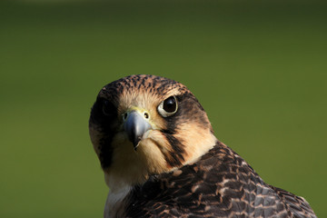 wanderfalke