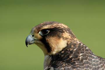 wanderfalke