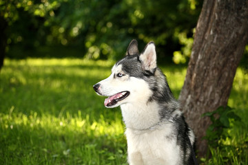 husky dog with multicolored eyes in the summer for