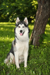 husky dog with multicolored eyes in the summer for