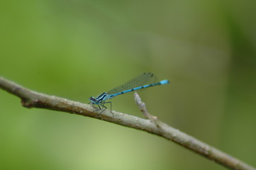damsel fly,
