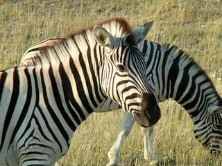 zebra