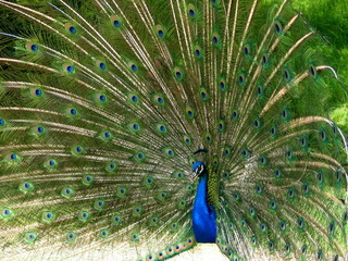 Obraz premium peacock