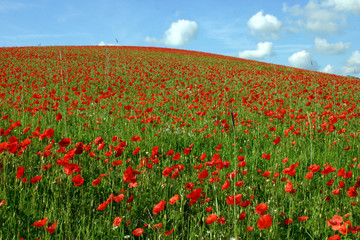 poppy field