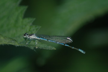 damsel fly,