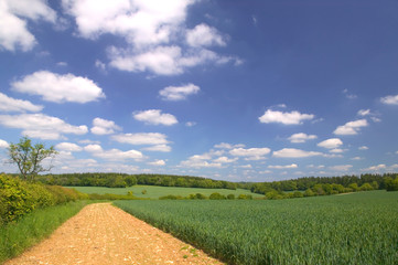 field edge landscape