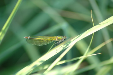 dragonfly,