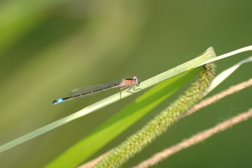 damsel fly