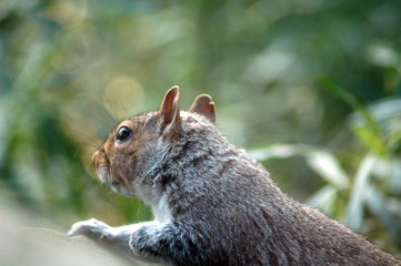 Obraz premium squirel