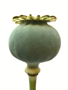 poppy closeup isolated on white