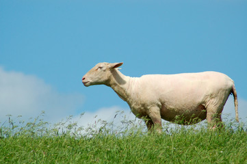 nackt und frisch geschorren