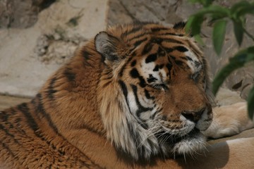 Obraz premium sleeping siberian tiger