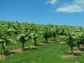 sambucus