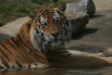 Fototapeta na wymiar siberian tiger