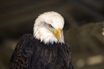 tête d'aigle royal