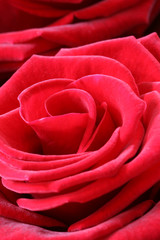 red rose1