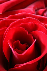 Naklejka premium red rose6