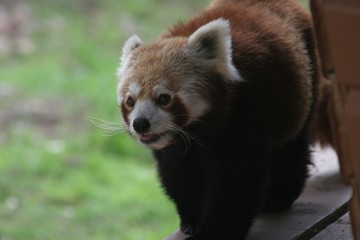 red panda 4