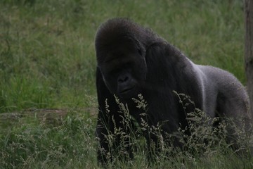 male gorilla