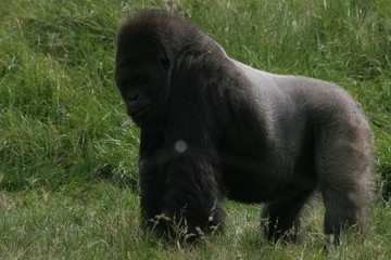 male gorilla 2