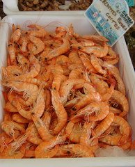crevettes roses