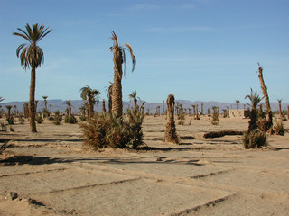 forêt de palmiers