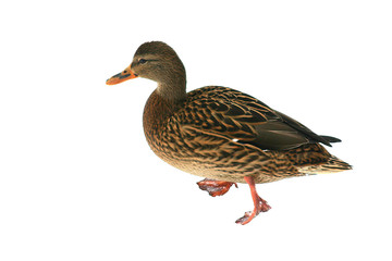 single female duck