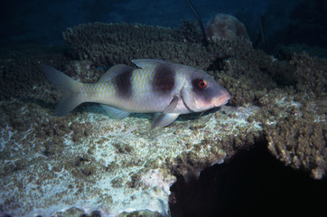 meerbarbe