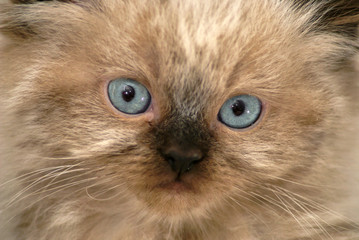 young himilayan kitten face